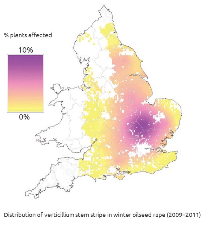 UK map showing the distribution of verticillium stem stripe in winter oilseed rape